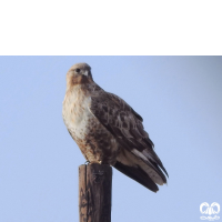 گونه سارگپه کوهی Upland Buzzard